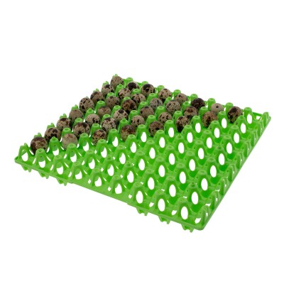 Quail egg tray 72 pieces
