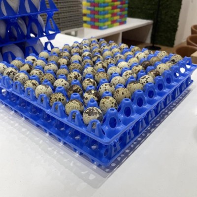 Quail egg tray 72 pieces